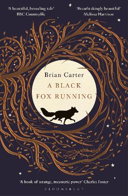 Image of A Black Fox Running